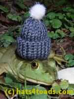 /home//u458753944/public_html/sourcegallery/////////////////////////////////////////////////////////Frogs/Bullfrogs 2020-09 Upper Merion/P9280712.JPG